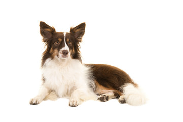 Miniature american shepherd dog lying down looking at the camera isolated on a white background