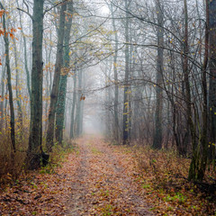 misty woodland