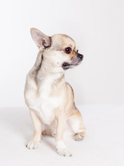 cute chihuahua sitting in studio looking sideways