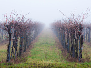 vineyard in foggy november