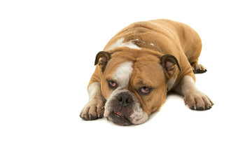 Fototapeta premium Cute english bulldog lying down with its head on the flook looking up