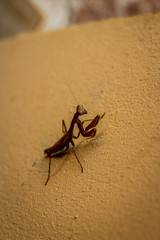 Close up prey Mantis on cream painted garden wall insect animal standing still in view