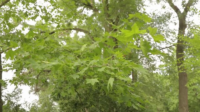 Big maple in the park, green big maple, Maple leaves sway in the wind