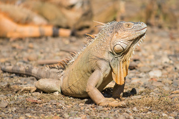 Pretty orange and large maile iguana walking on the ground