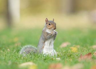 Cute gray squirrel sitting upright eating in grass with trees on the background