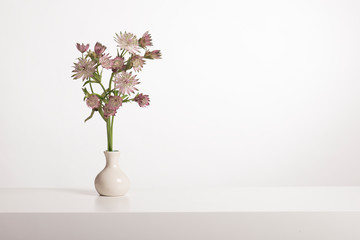 Bouquet of great masterwort flowers in a white vase in a white interior wih copy space