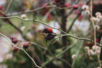 Autumn rosehip with red berries and naked branches on tender light green blurred background. Delicate composition with ripe rose hip fruits
