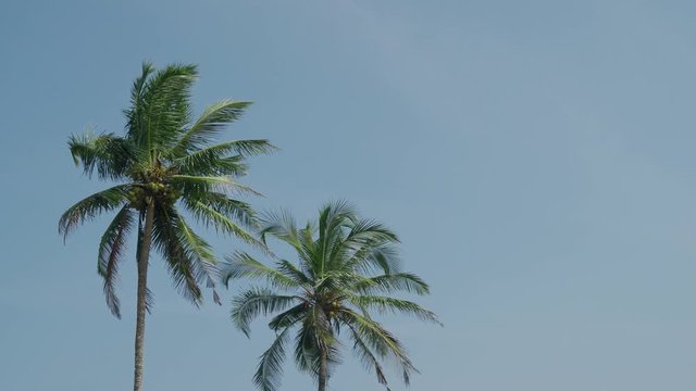 The branches of the green palm tree sway in the wind against the blue sky. 4K