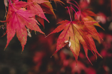 Elegant autumn background with red and orange japanese maple leaves in sun beams. Dark fall greenery photo with blurred place for text