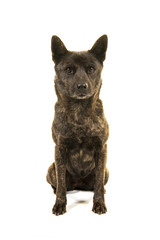 Sitting female Kai Ken dog the national japanese breed isolated on a white background seen from the front