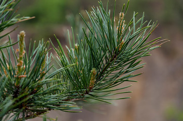 Flowering pine tree on a sprig of pine needles