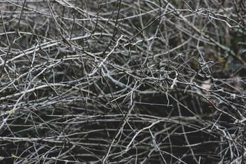 Mess of focused and blurred gray naked thin branches with yellow stains on dark green forest background. Atmospheric wooden picture, concept of mystery, complexity