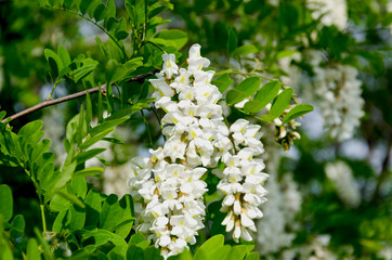 blooming acacia tree white.