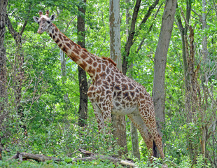 Fototapeta na wymiar Close up of full female giraffe with big black eyes, white perked ears, long brown and black nobs on head, starburst black and chestnut spots, and white belly standing amongst trees and green leaves.