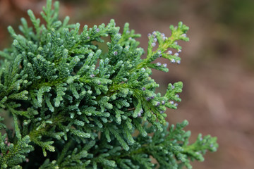 Japanese Cypress Leaves in Winter