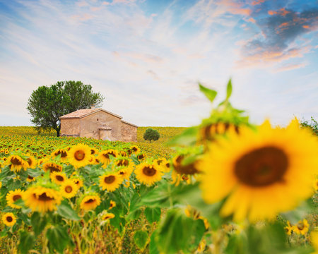Sonnenblumenfeld in der Toskana