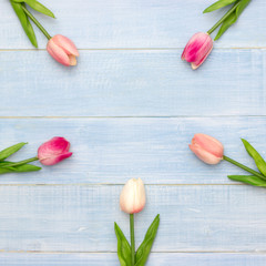 Beautiful pink tulip flowers on blue summer wooden background with copy space. Easter and spring greeting card. Minimal style.