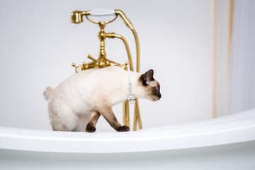 The theme is luxury and wealth. A cat without a tail of the Mekong Bobtail breed in a retro...