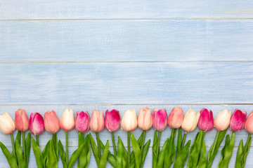 Pink tulip flowers on blue wooden table. Top view with copy space. Flat lay.