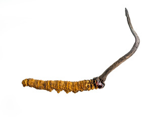 cordycepe sinensis (CHONG CAO, DONG CHONG XIA CAO) or mushroom cordyceps this is a herbs on isolated background. Medicinal properties in the treatment of diseases. National organic medicine.