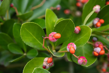 Japanese Spindle Tree Fruits in Winter