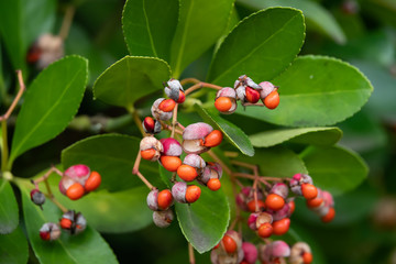 Japanese Spindle Tree Fruits in Winter