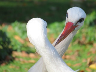 storks in love