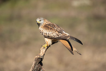 red kite milvus