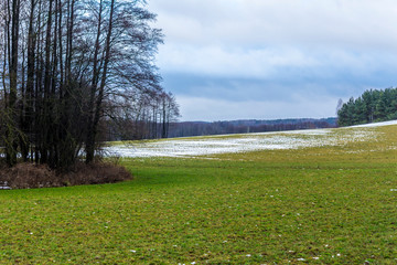 Trees surround a green meadow on which lies a bit of snow. Forest in the background. The beginning...