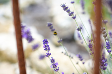 Obraz na płótnie Canvas lavender meadow on a sunny day