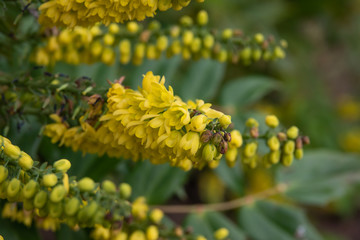 Leatherleaf Mahonia Flowers in Bloom in Winter
