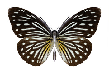 Butterfly Pareronia anais (female) on a white background