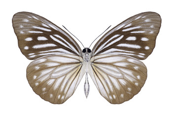 Butterfly Pareronia anais (female) (underside) on a white background