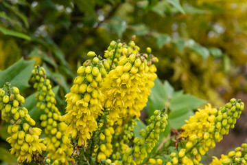 Leatherleaf Mahonia Flowers in Bloom in Winter