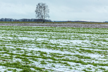 A single birch stands between arable land and fields of winter wheat. There is some snow in the...