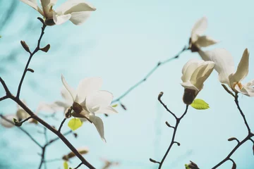 Crédence de cuisine en verre imprimé Magnolia Blooming white magnolia tree in the spring on sky background. Selective focus. Toned