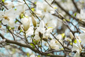 Arbre de magnolia blanc en fleurs au printemps sur fond de ciel. Mise au point sélective
