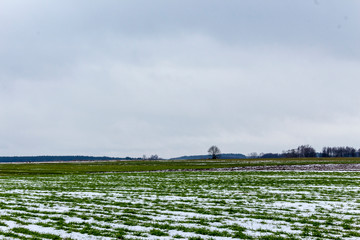 Lonely trees stand between arable land and and fields with winter wheat. There is some snow in the...