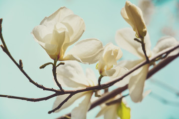 Blooming white magnolia tree in the spring on sky background. Selective focus. Toned