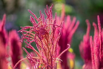 Isolated Indian red and green amaranth plant lit by sun on blurred blooming field and bright green...