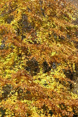 gold-gelb verfärbte Buchenblätter an Ästen