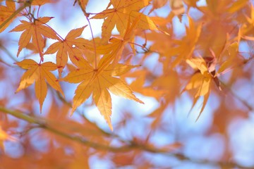 Macro details of vibrant colorful Japanese Autumn Maple leaves