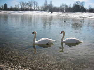 Swans on the lake, background, texture, blurred image