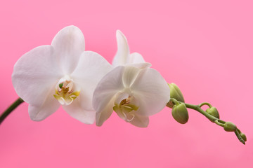 Obraz na płótnie Canvas white orchids on a pink background blooming branch of white orchids on a pink background with stems and buds