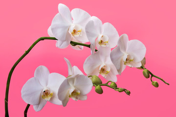 Naklejka na ściany i meble white orchids on a pink background blooming branch of white orchids on a pink background with stems and buds