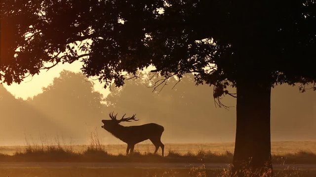 Red deer in Richmond Park, London during the rutting season.