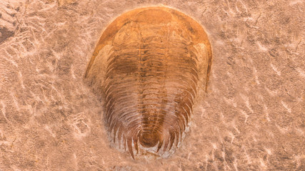fossil trilobites imprinted in the sediment. 4 Billion Year old Trilobite © merlin74