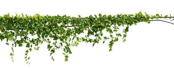vine plant climbing isolated on white background with clipping path included. - obrazy, fototapety, plakaty