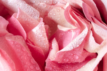 water drops on the tender petals of the rose