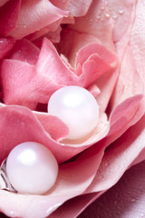 white pearl earrings on the tender petals of rose bud